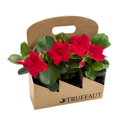 Dipladenia 'Diamantina', pack de 3 plantes