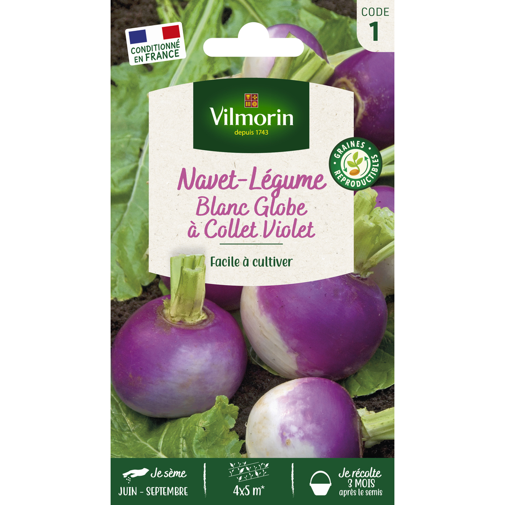 Graines, navet-Légume blanc Globe à collet violet