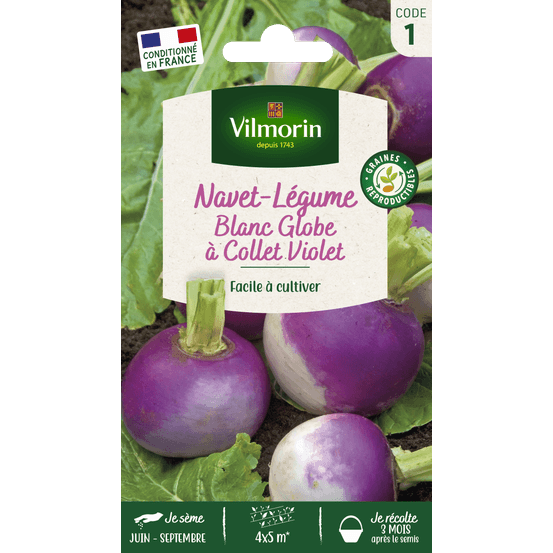 Graines, navet-Légume blanc Globe à collet violet