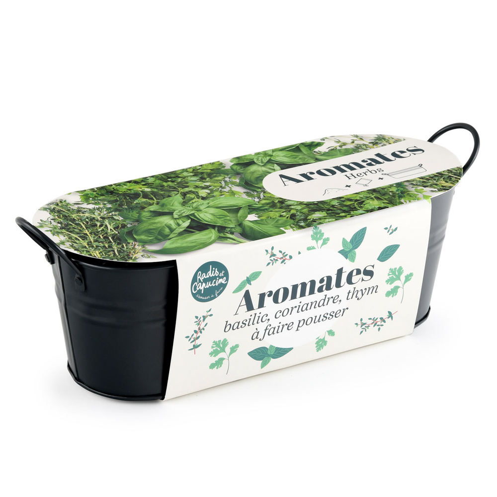 Rosier ancien the lady gardener® 'ausbrass'/[-]pot de 5l - touffe