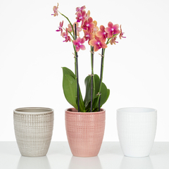 Vase pour orchidée en céramique, coloris Glass Taupe - H.15cm