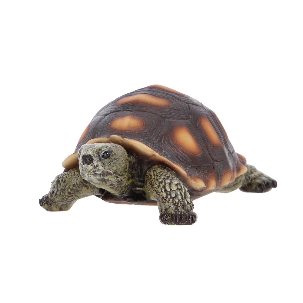 Tortue M