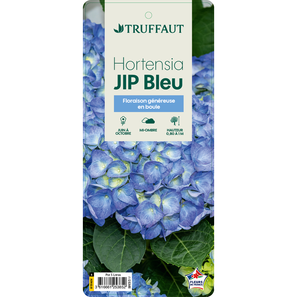 Hydrangea 'Jip Blue' : pot 5L