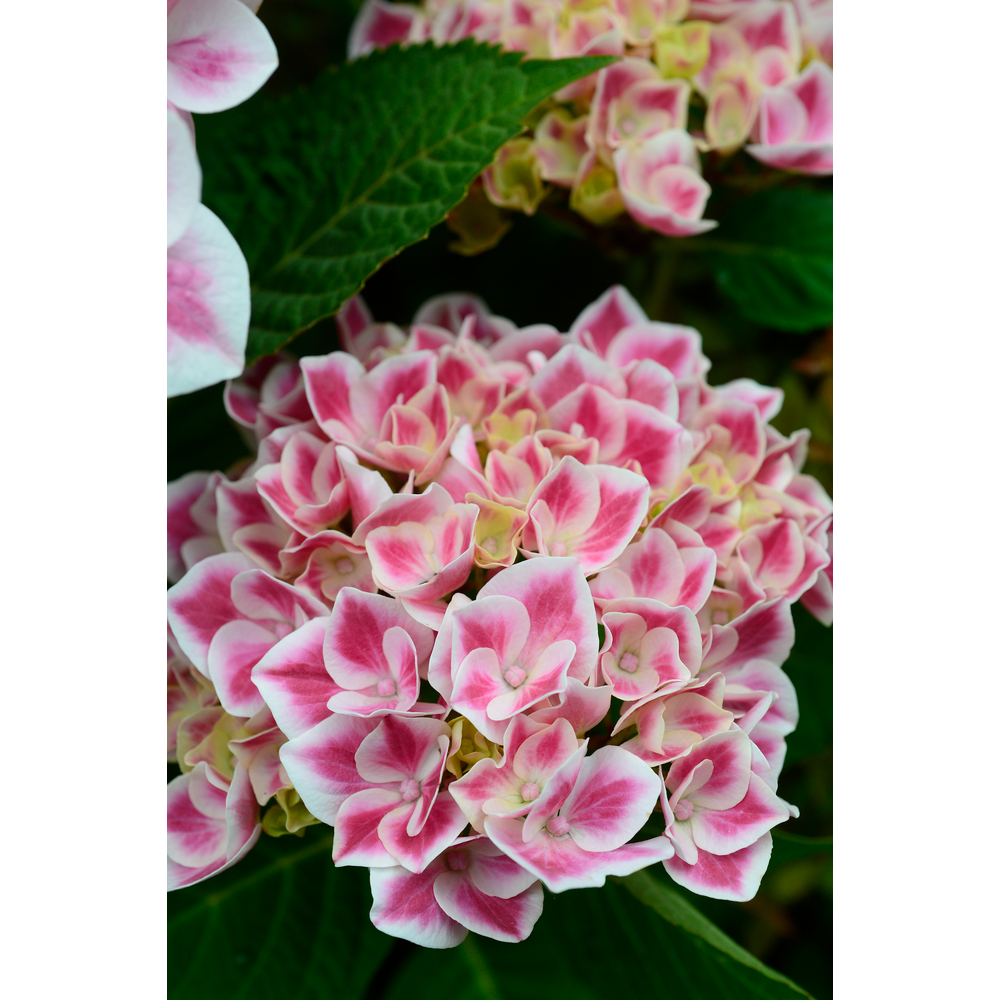 Hydrangea 'Red Ace' : pot 5L