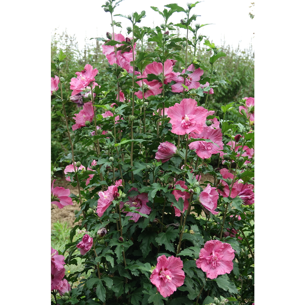 Hibiscus syriacus 'Pompeï' : pot 5L