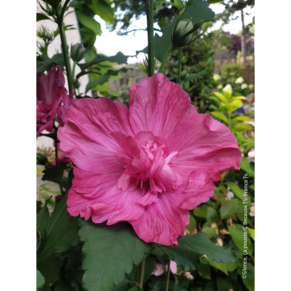 Hibiscus syriacus 'Pompeï' : pot 10L