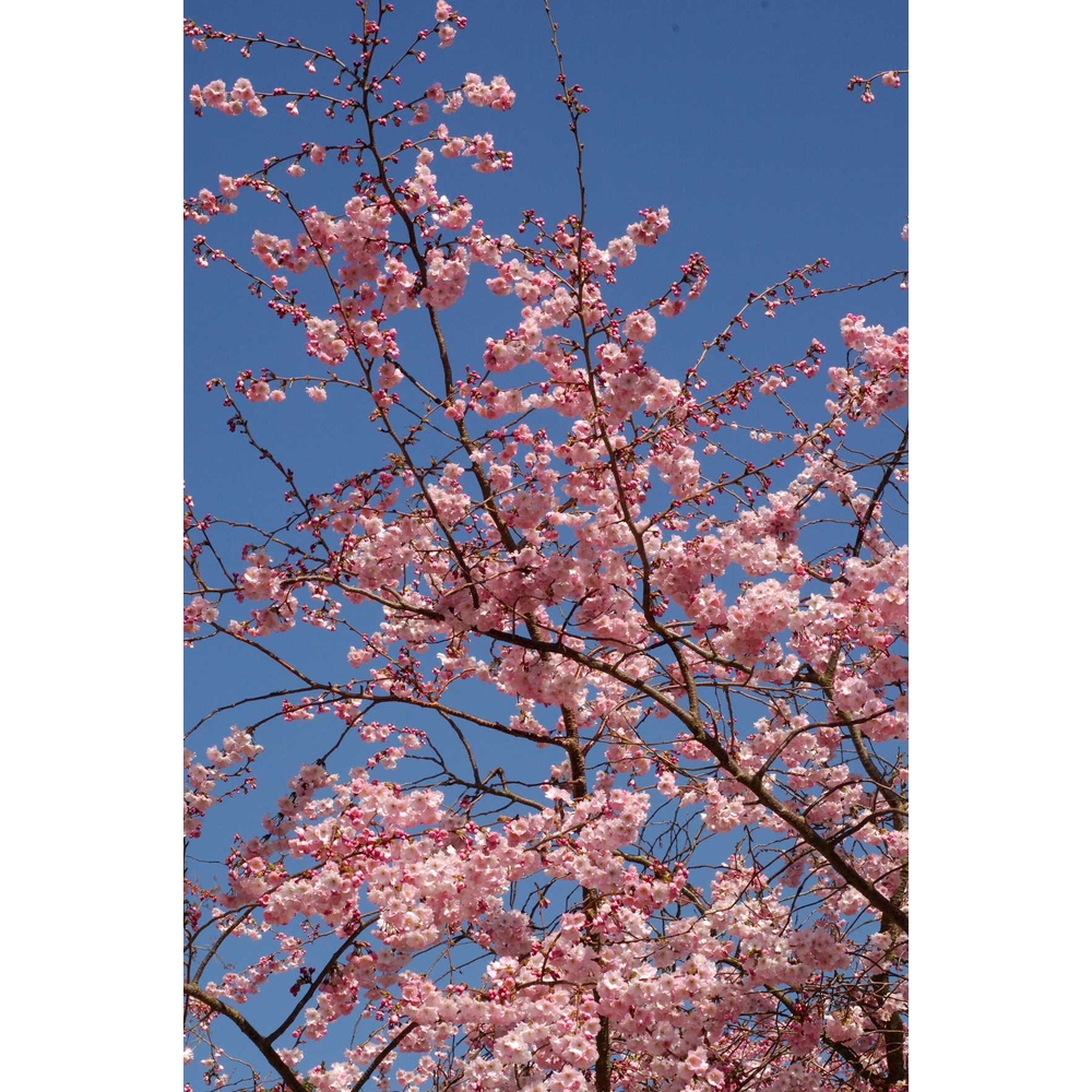 Prunus 'Accolade' : pot 4,5L