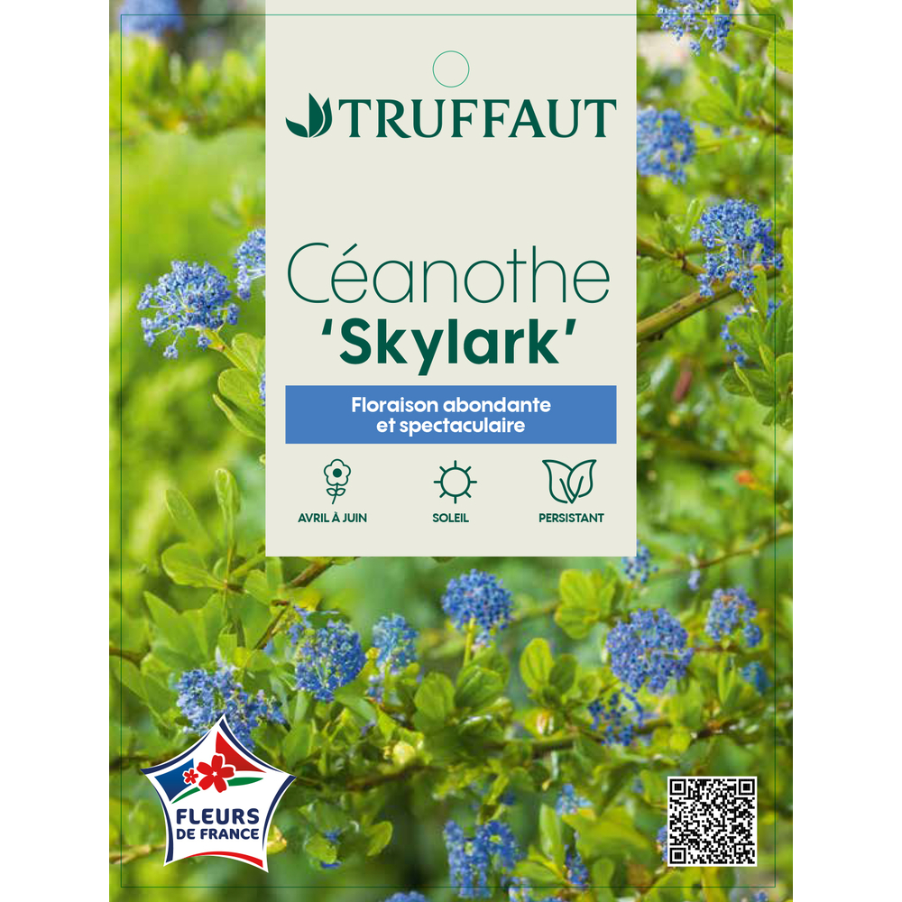 Ceanothe 'Skylark' : pot 5L