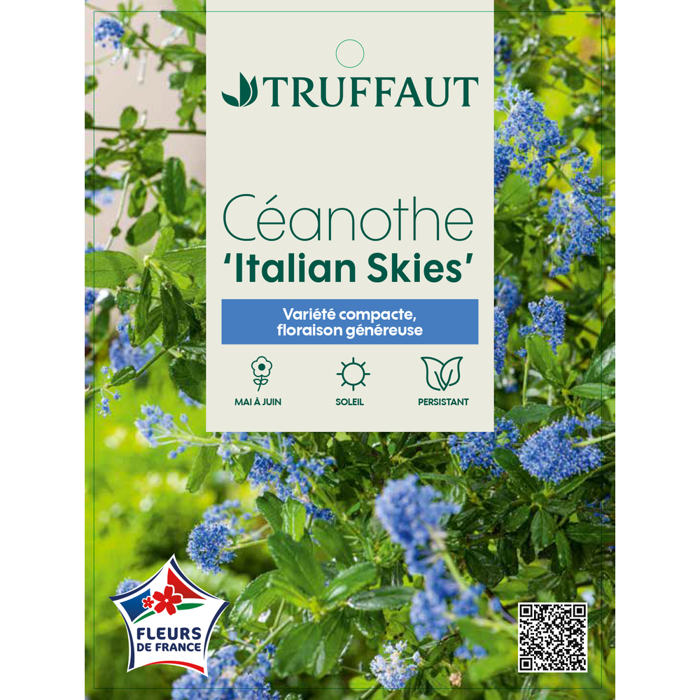 Ceanothe 'Italian Skies' : pot 5L