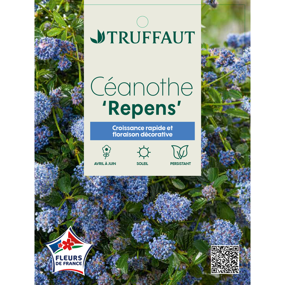 Ceanothe 'Repens' : pot 5L