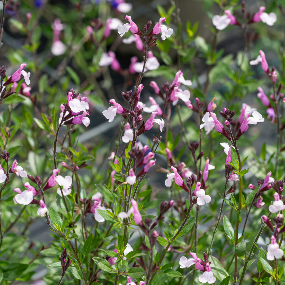 Sauge arbustive greggii 'Joy' : pot 3L