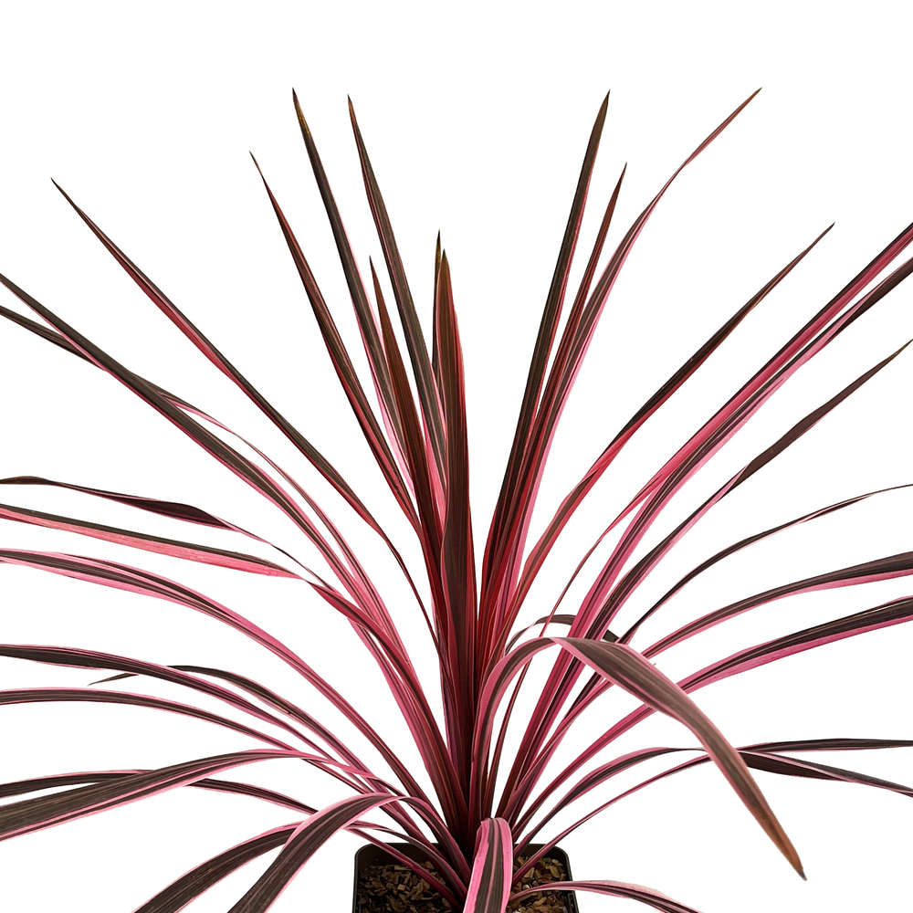 Cordyline australis 'Southern Splendour' : pot3L
