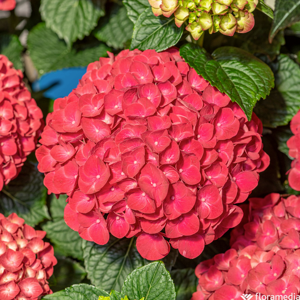 Hydrangea 'Rana' : pot 5L