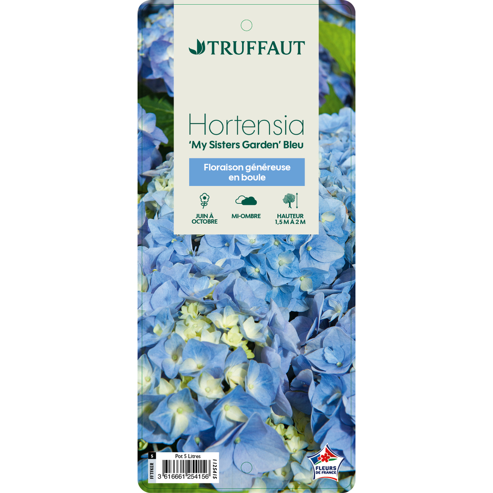 Hydrangea 'My Sister ® Garden Bleu' : pot 5L