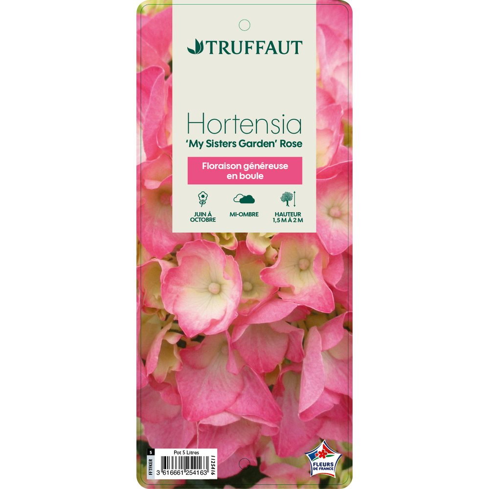Hydrangea 'My Sister ® Garden Rose' : pot 5L