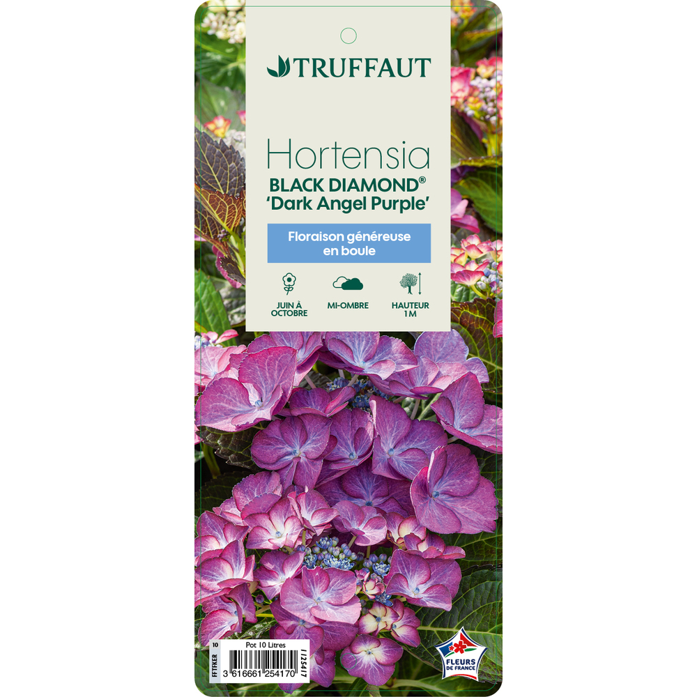 Hydrangea 'Dark Angel Purple' : pot 10L