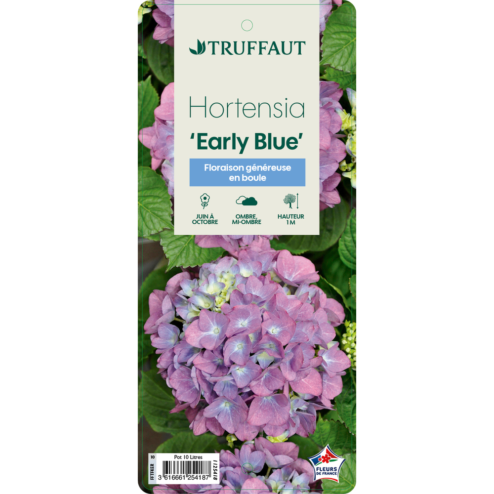 Hydrangea 'Early Blue' : pot 10L