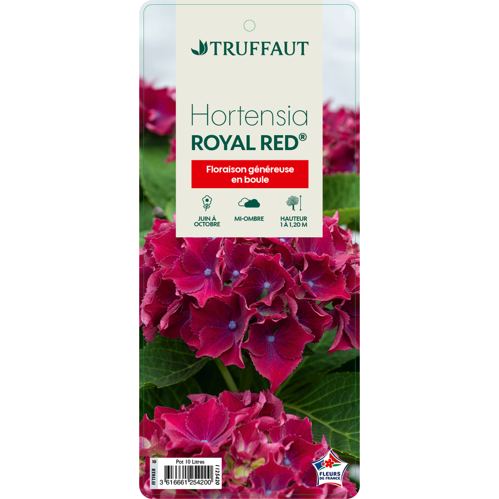 Hydrangea 'Royal Red'® : pot 10L