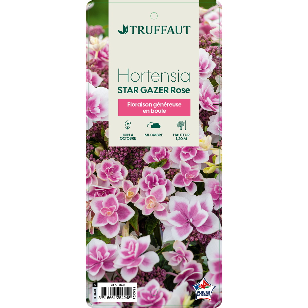 Hydrangea Star Gazer ® rose : pot 5L