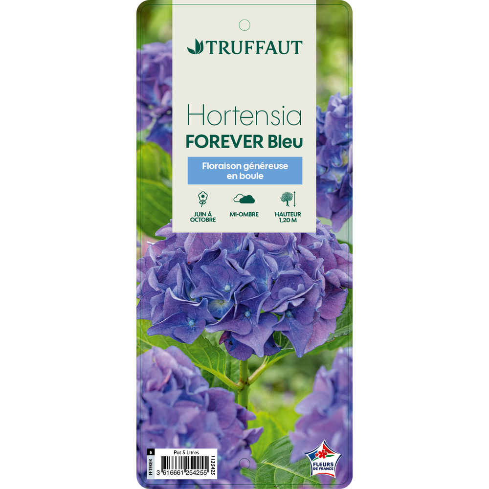 Hydrangea You and me ®'Forever Bleu' : pot 5L