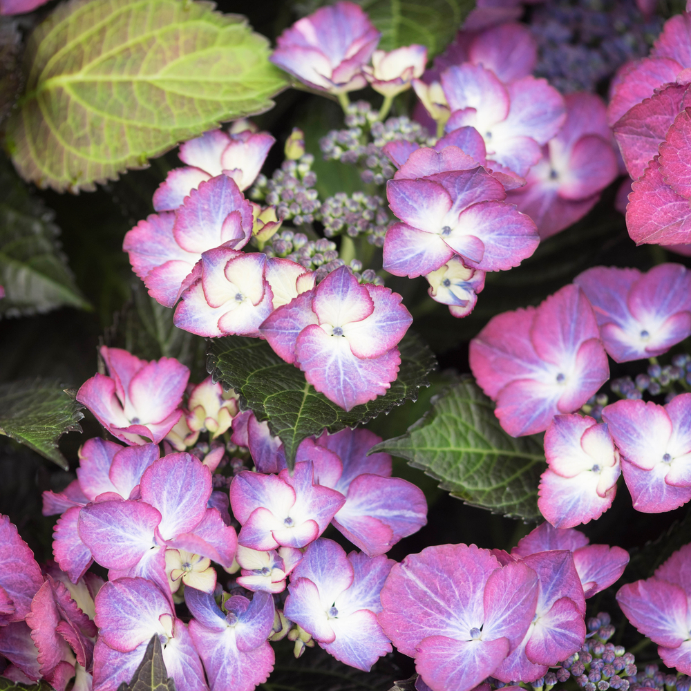 Hydrangea 'Dark Angel Purple' : pot 5L