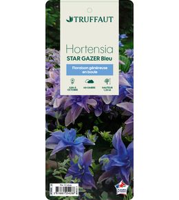 Hydrangea Star Gazer ®bleu : pot 15L