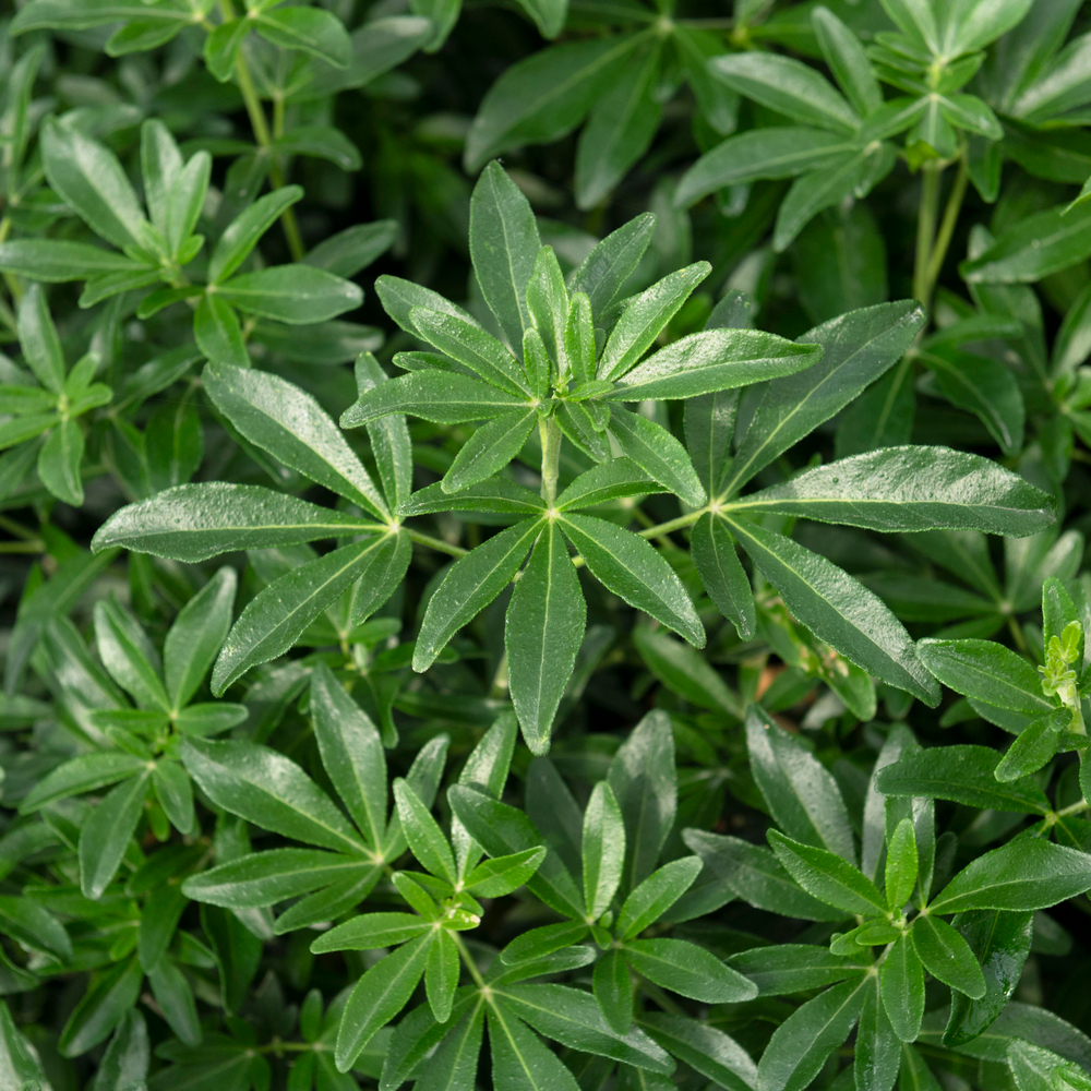 Choisya ternata Greenfingers® 'Lissfing' : pot 15L