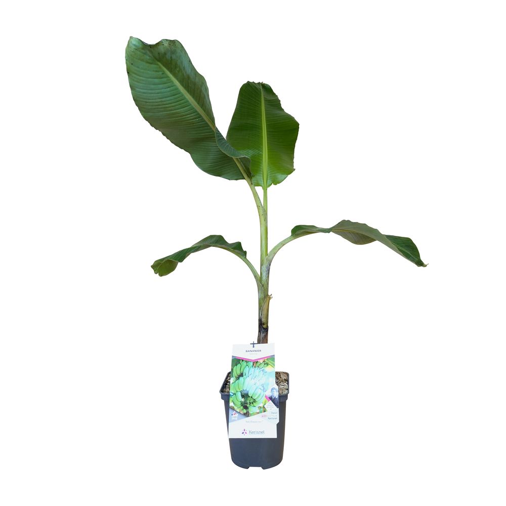 Musa 'Himalayensis Speciosa' : pot 5L