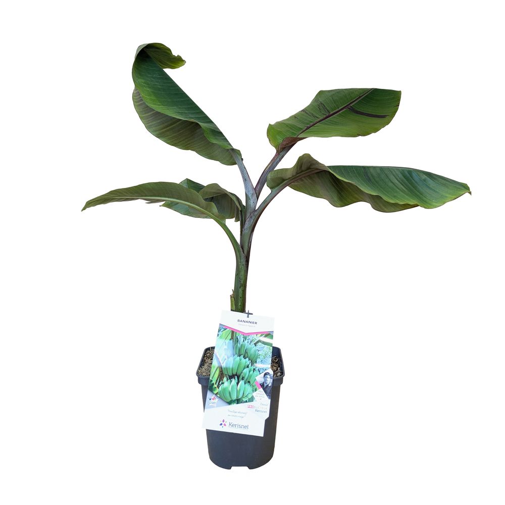 Musa 'Helen's Hybrid' : pot 5L
