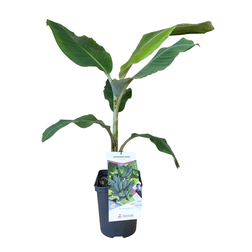 Musa accuminata 'Ice Cream' : pot 5L