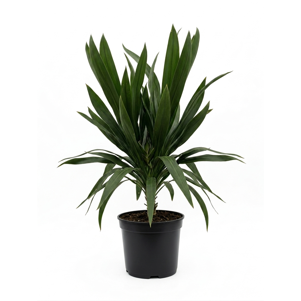 Cordyline Emerald Star® 'Broadsword' : pot 25L
