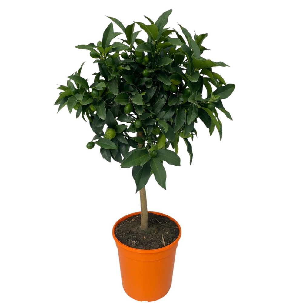 Agrumes, variétés variables avec fruits : pot 5L
