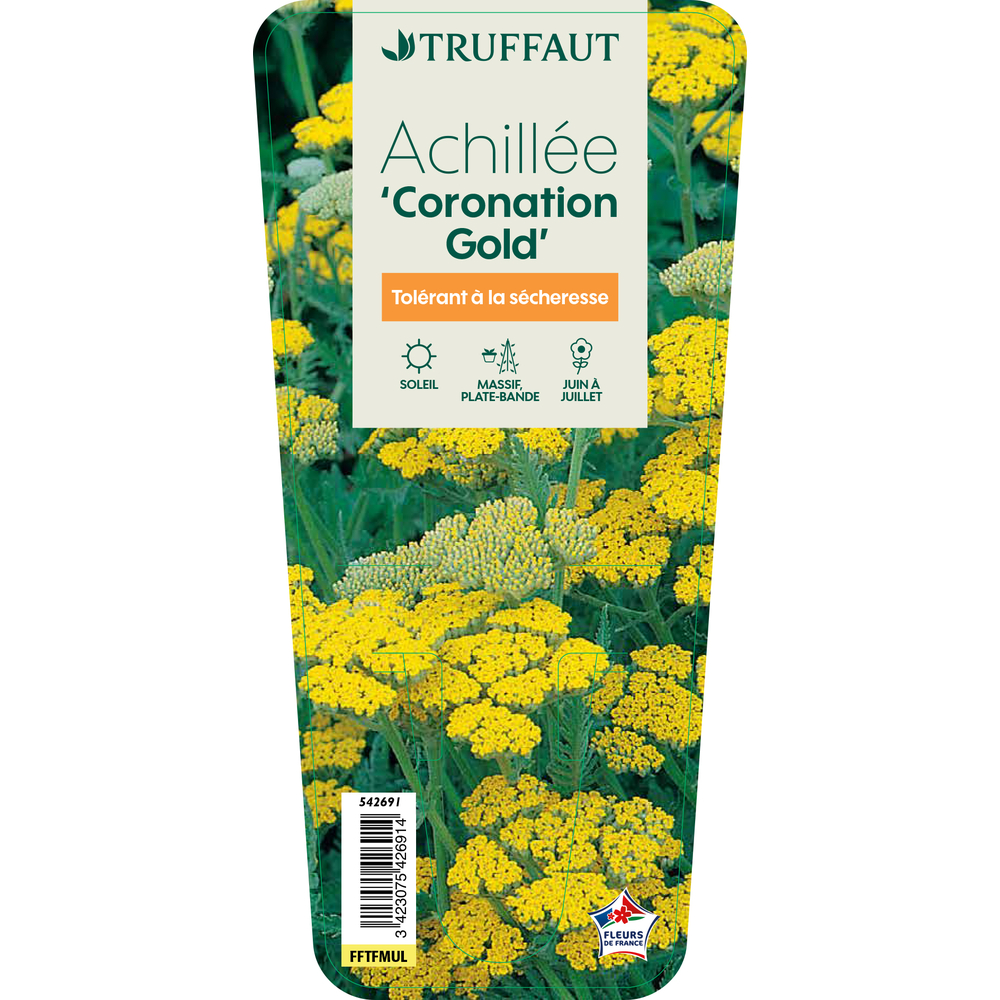 Philadelphus coronarius : pot 4,5L