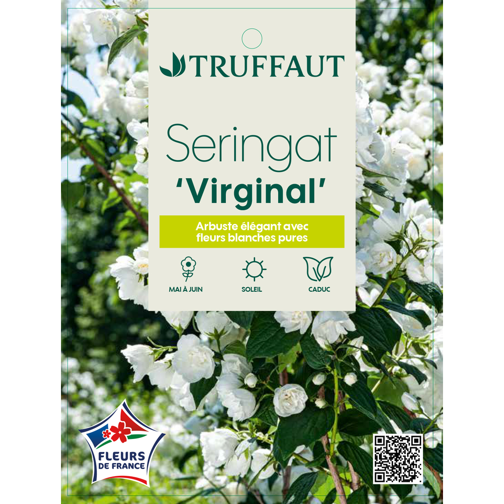 Philadelphus x 'Virginal' : pot 4.5L