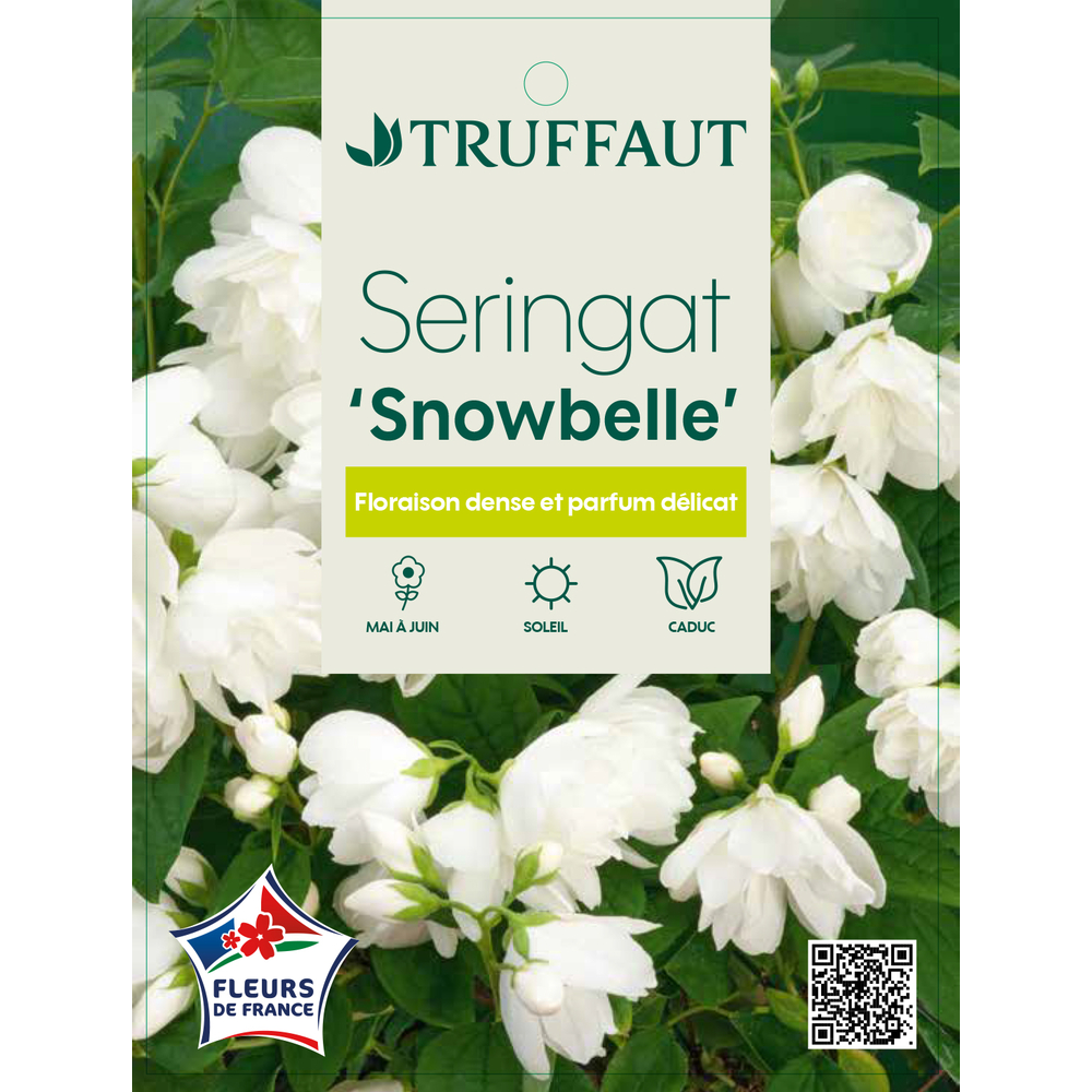 Philadelphus 'Snowbelle' : pot 4,5L