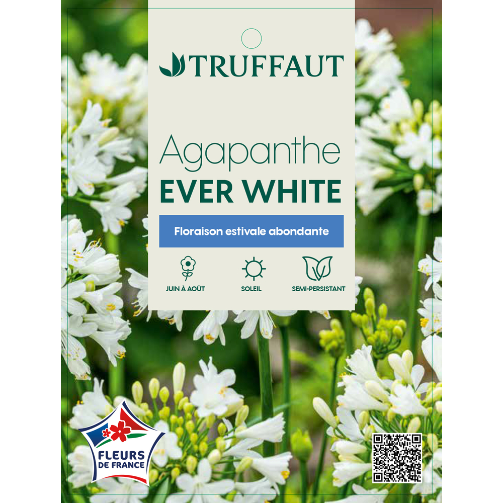 Agapanthe 'Ever White' : pot 3L