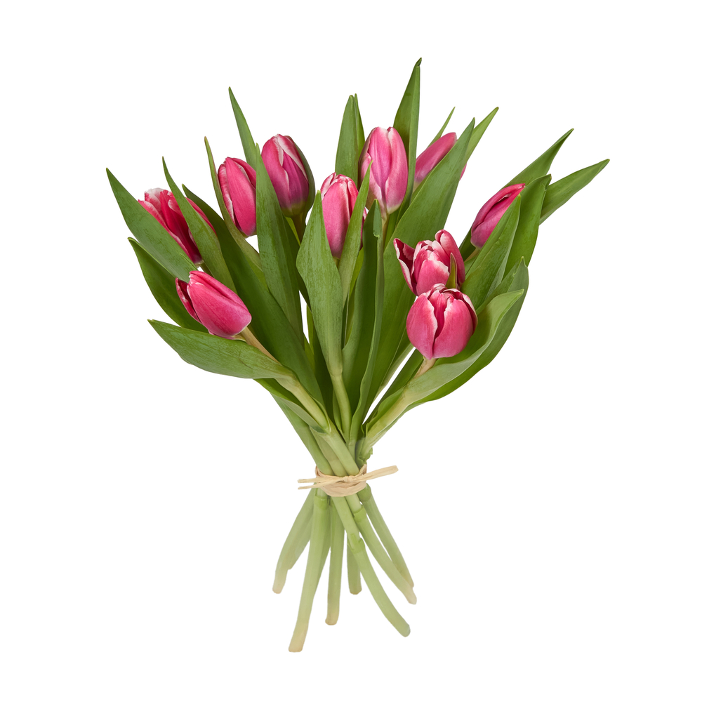 Botte 10 tulipes, coloris variables