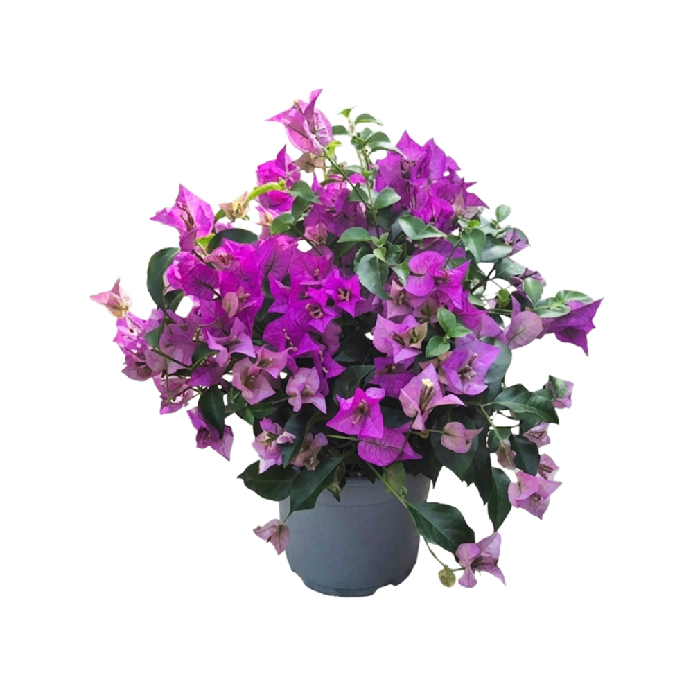 Bougainvillier, coloris variable : pot D.17cm
