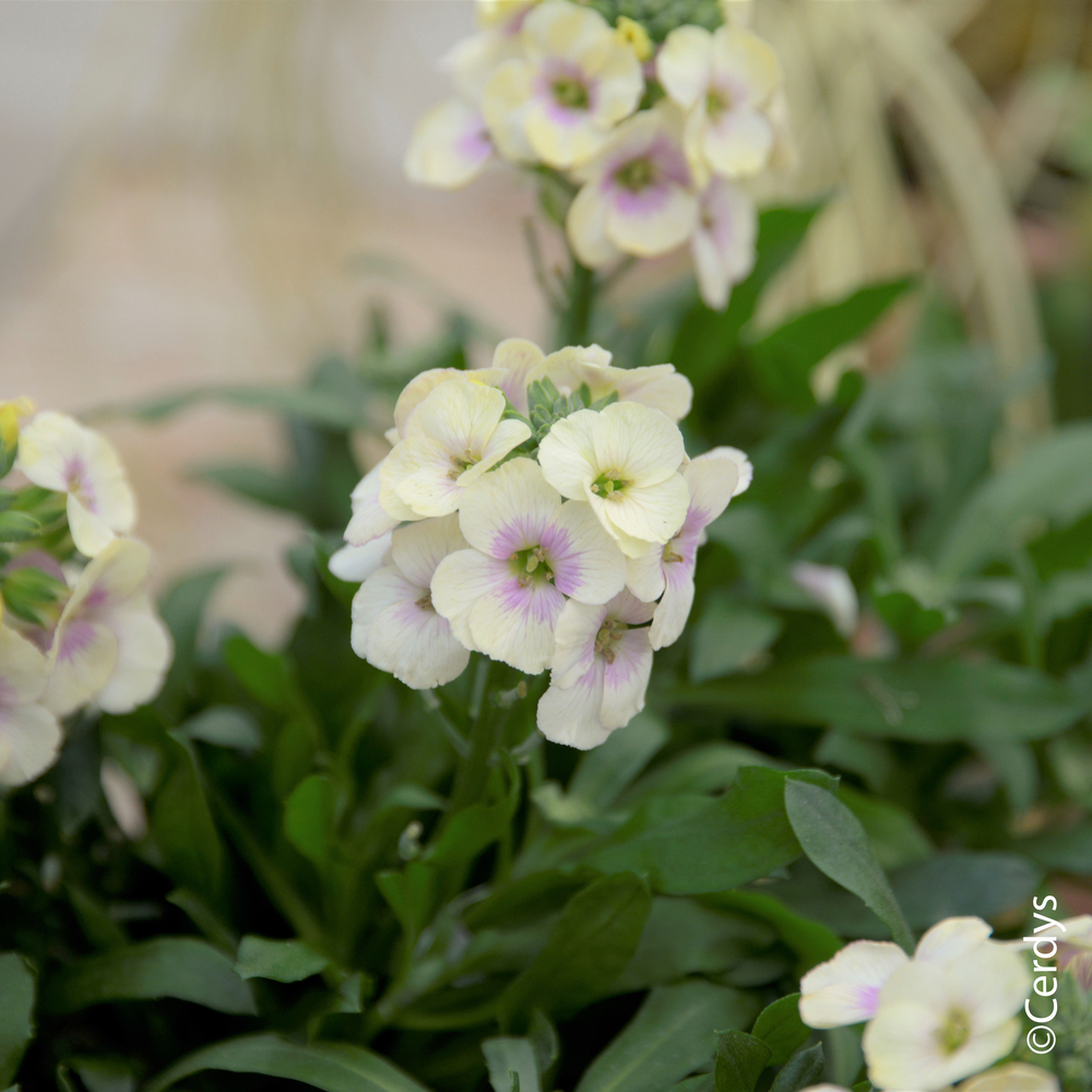 Erysimum 'Winter charm' : pot 2L