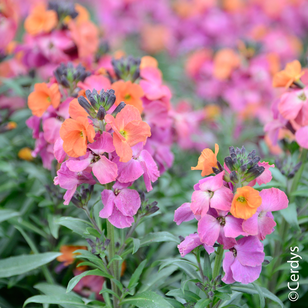 Erysimum 'Winter Orchid' : pot 2L