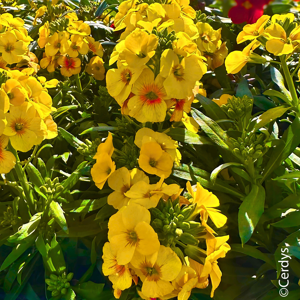Erysimum 'Winter Spirit' : pot 2L