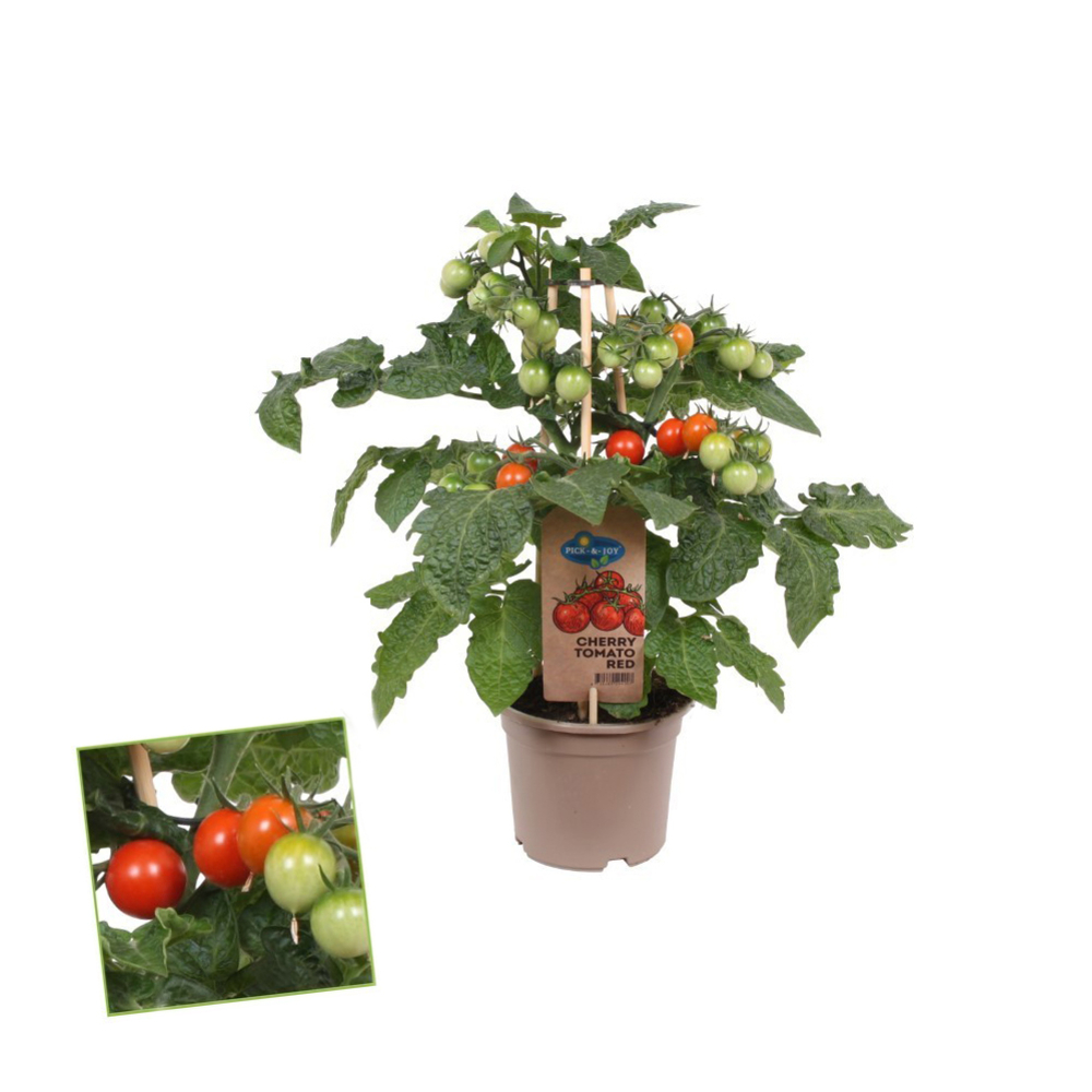 Plants de tomates 'Pick-&-Joy'® : pot de D.14cm 