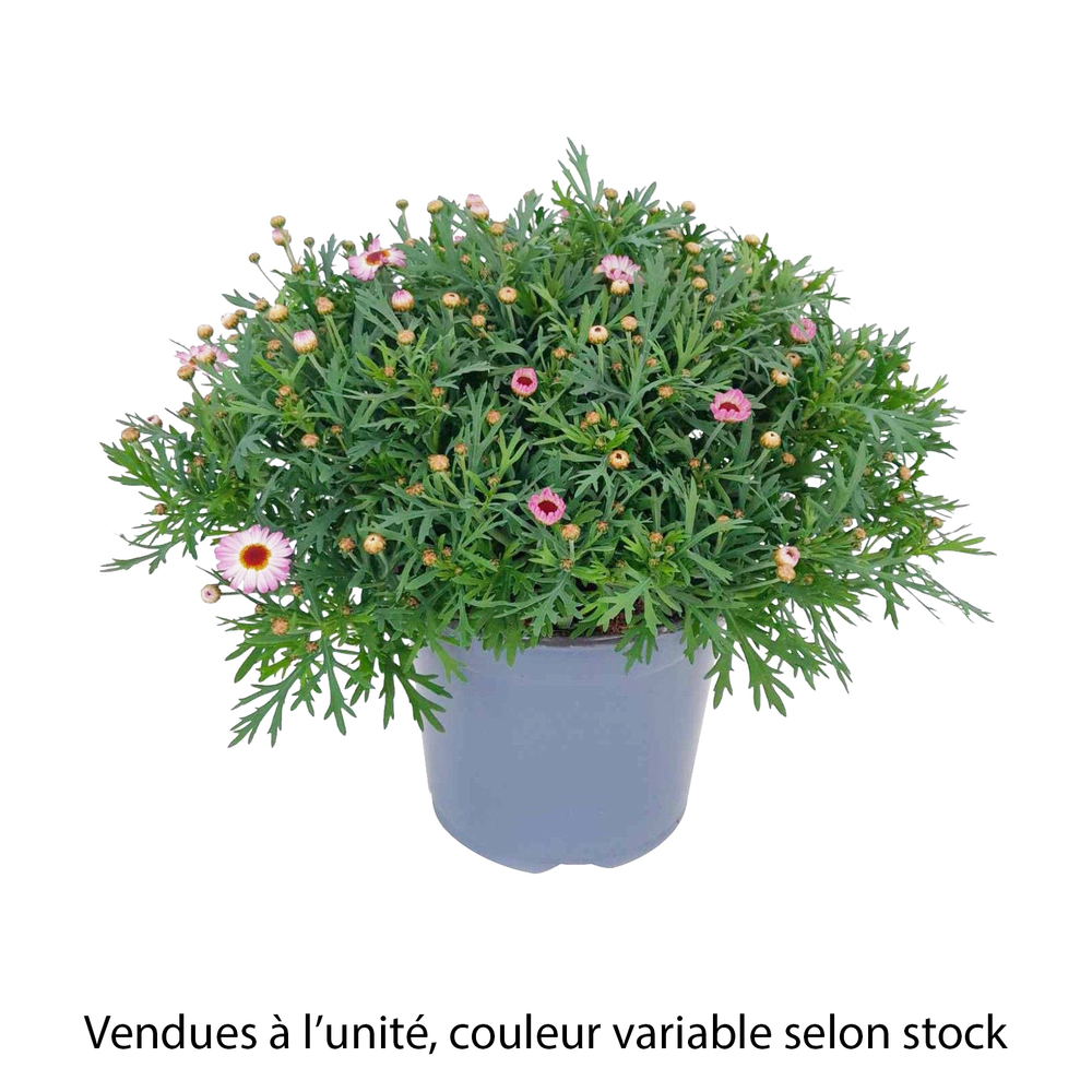 Anthémis de couleurs : pot D.19cm