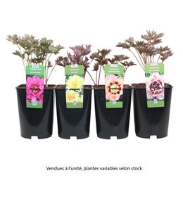 Pivoine Itoh, coloris variables : pot 5,5L