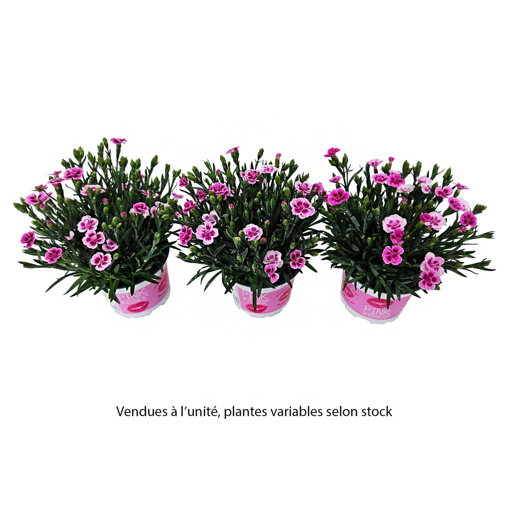 Dianthus x 'Pink Kisses', coloris variables : pot 0,65L 