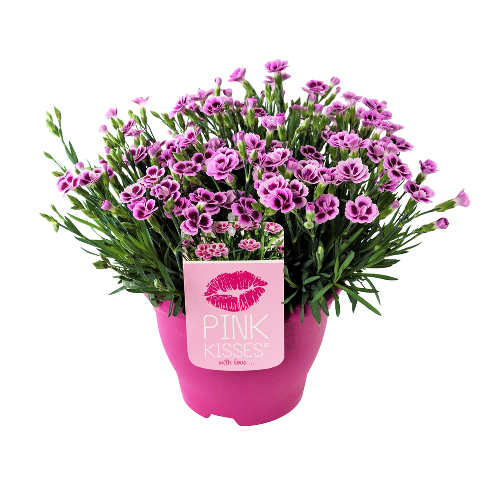 Dianthus x 'Pink Kisses' : pot 2L 