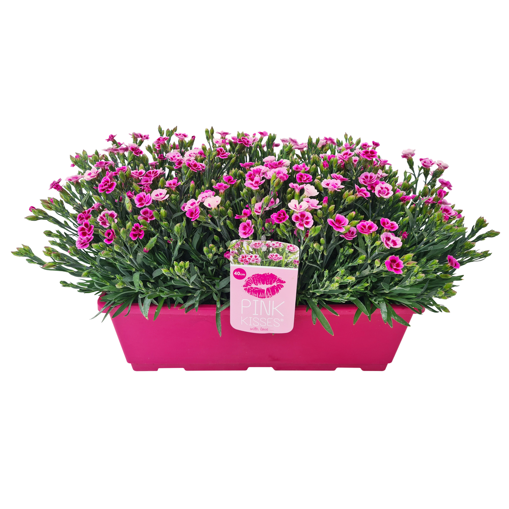 Dianthus x 'Pink Kisses' : jardinière 40cm 