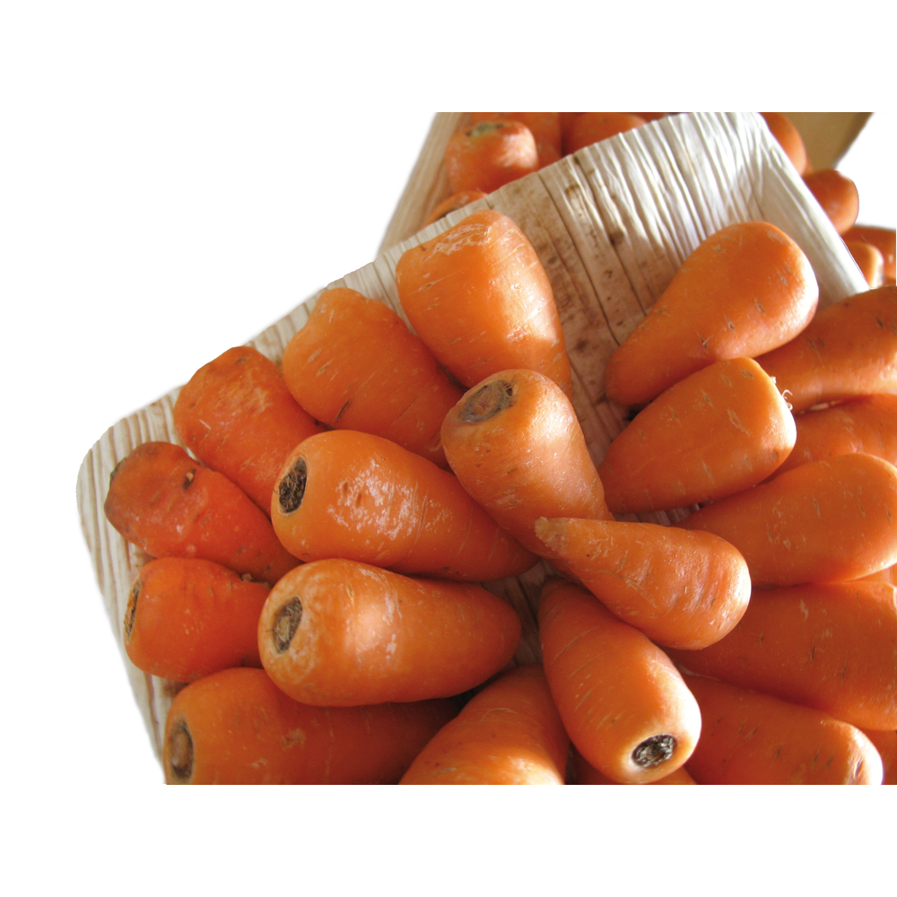 Plant de carotte 'Caracas' : pot 0,5L