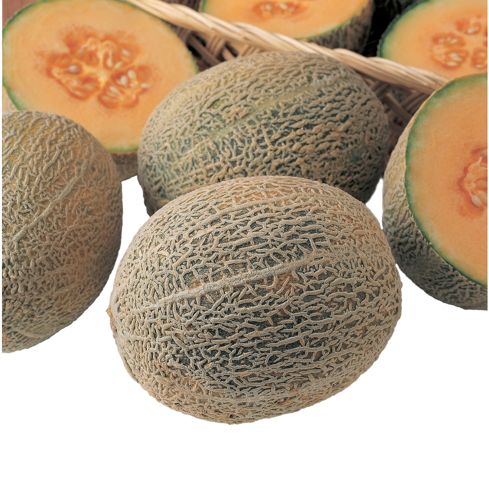 Plant de melon charentais 'Honey Bun' : pot 0,5L