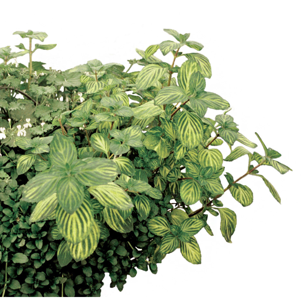 Plants de menthe 'glaciale' : pot 1L